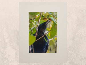 matted prints, matted print, photoprints, photo printing, photo printing auckland, auckland photo printing